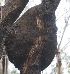 Nasutitermes walkeri