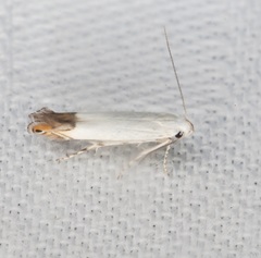 Proleucoptera