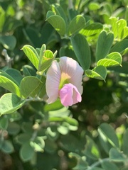 Tephrosia limpopoensis