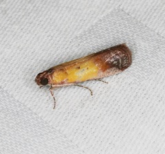 Piesmopoda semilutea