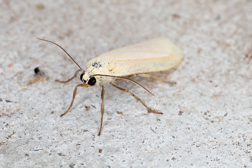 Orange Footman photo 3