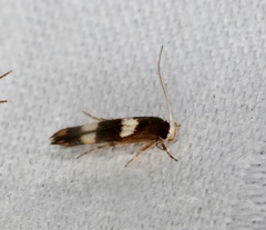 Stathmopoda paradiplaspis