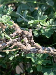 Tephrosia limpopoensis