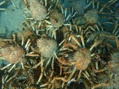 Leptomithrax gaimardii