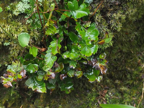 Lindsaea bonii (Lindsaea bonii)