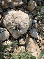 Tephrosia limpopoensis