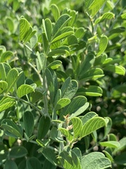 Tephrosia limpopoensis