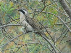 Chrysococcyx osculans