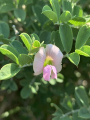 Tephrosia limpopoensis