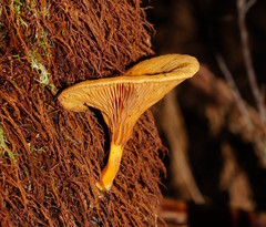 Austropaxillus muelleri