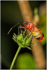 Dysdercus albofasciatus