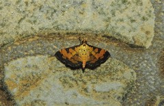 Ategumia