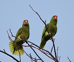 Amazona viridigenalis