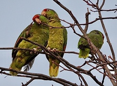 Amazona viridigenalis
