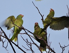 Amazona viridigenalis