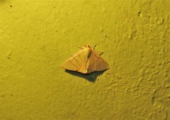 Eulepidotis viridissima