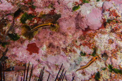 Forsterygion maryannae
