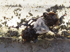 Pogonocherus dimidiatus