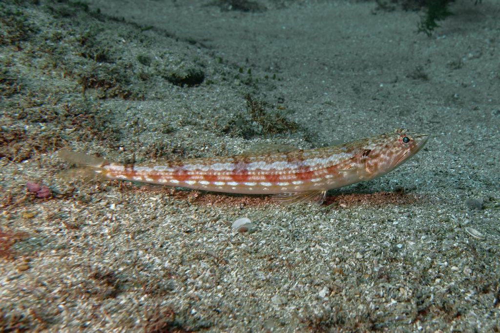Blackspot Lizardfish