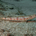 Streaky Lizardfish - Photo (c) lcolmer, some rights reserved (CC BY-NC), uploaded by lcolmer