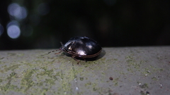 Brachyplatys punctipes
