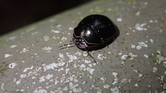 Brachyplatys punctipes
