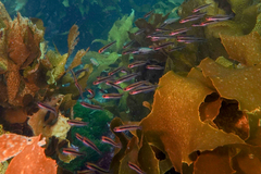 Forsterygion maryannae