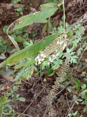 Buddleja asiatica