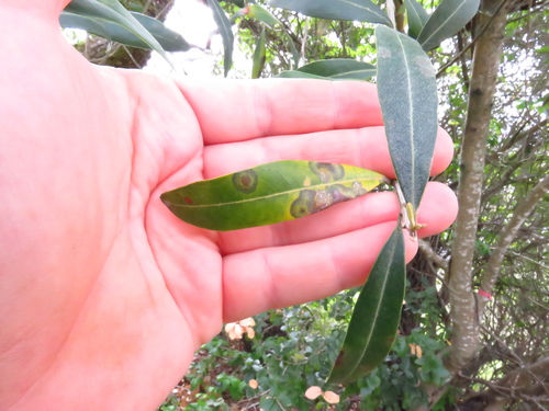 olive ring spot