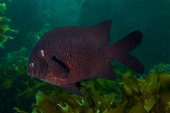 Parma alboscapularis