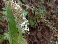 Buddleja asiatica