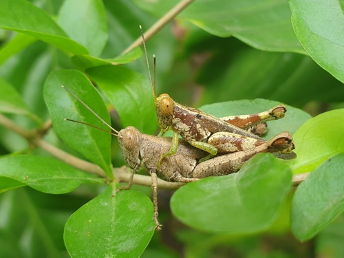 Pirithoicus ophthalmicus (Karny, 1907)