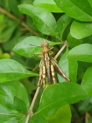 Pirithoicus ophthalmicus