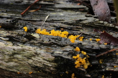 Calocera australis