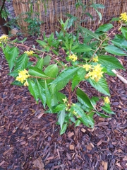 Corchorus cunninghamii