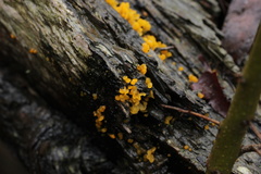 Calocera australis