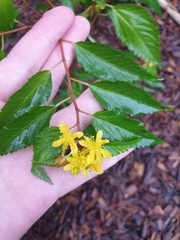 Corchorus cunninghamii