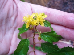 Corchorus cunninghamii