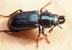 Platycerus caprea