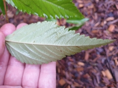 Corchorus cunninghamii