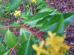 Corchorus cunninghamii