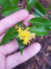 Corchorus cunninghamii