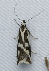 Epithymema incomposita