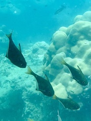 Pempheris