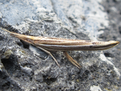 Ypsolopha longa