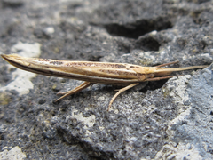 Ypsolopha longa