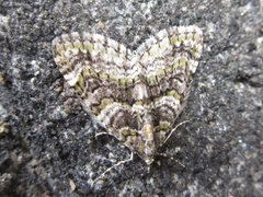 Esakiopteryx volitans