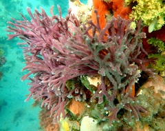 Callyspongia