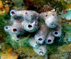 Callyspongia