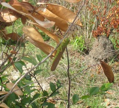 Tropidacris collaris